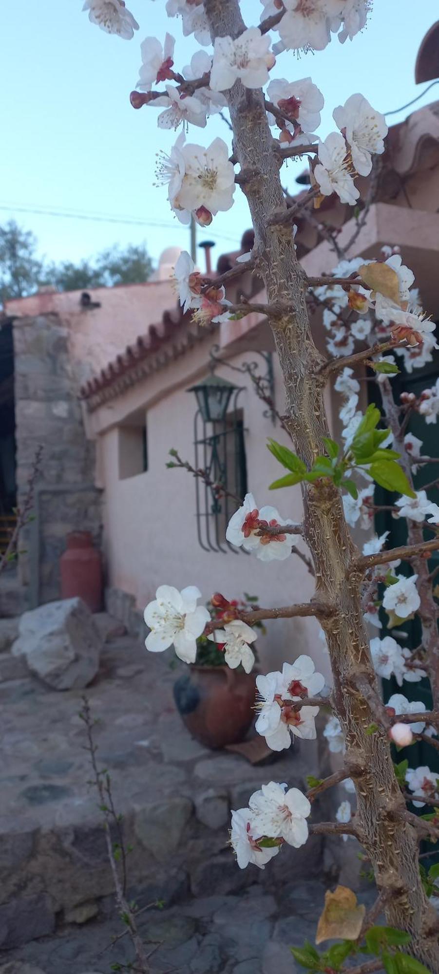 Los Arcabuceros Casa Hotel Boutique Tilcara Exteriör bild